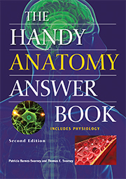 Handy Anatomy 2e